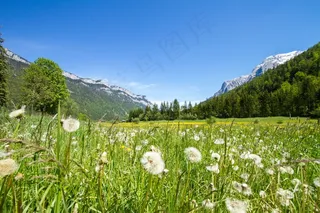 草甸，草，田园，蒲公英，放松，景观