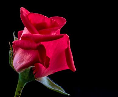 玫瑰，红玫瑰，花，开花，盛开