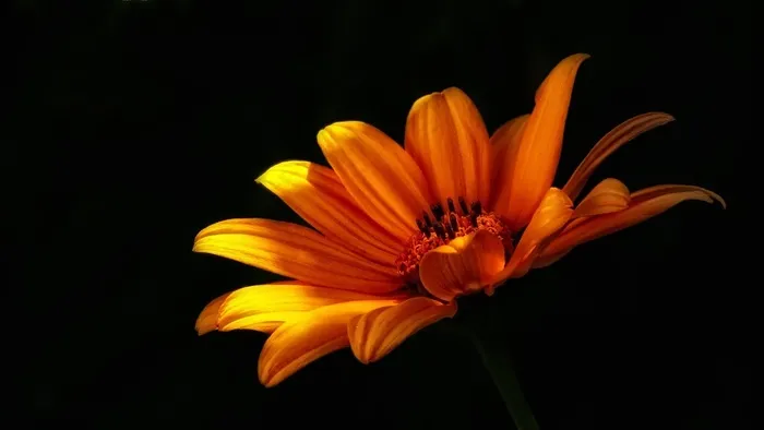 花，野花，鲜花，性质，夏天花