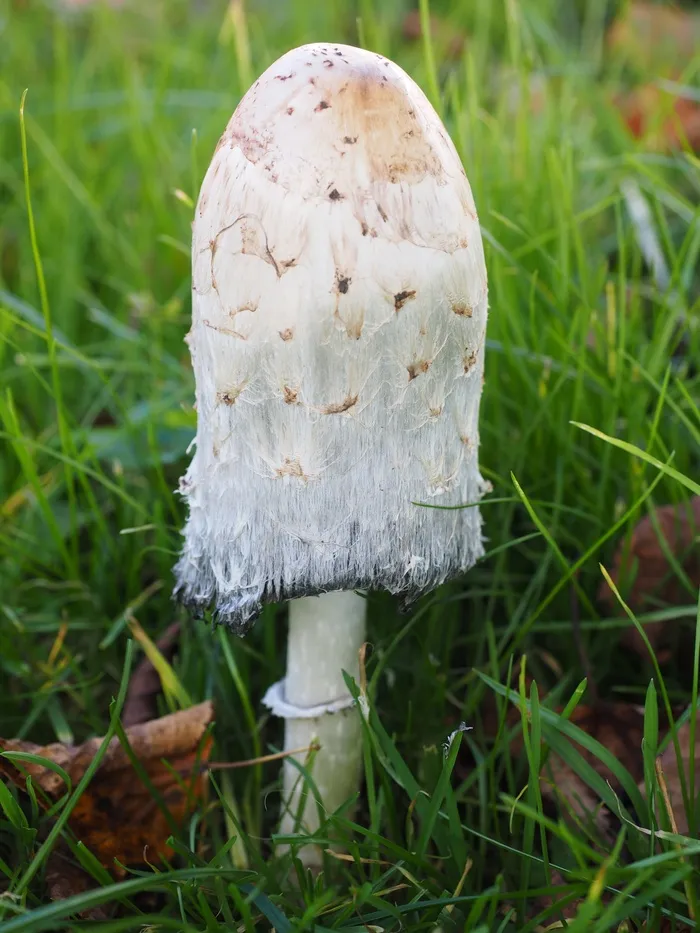 Schopf Comatus，蘑菇，Comatus，Coprinus Comatus