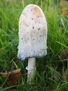 Schopf Comatus，蘑菇，Comatus，Coprinus Comatus