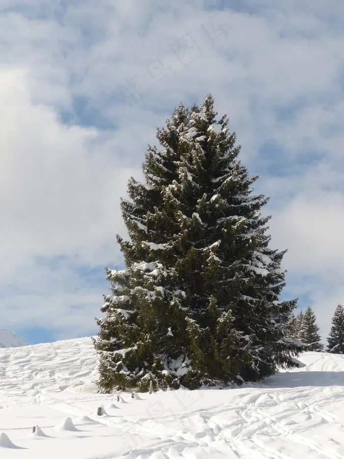冷杉，冷杉，树木，雪域，冬天，雪，天空