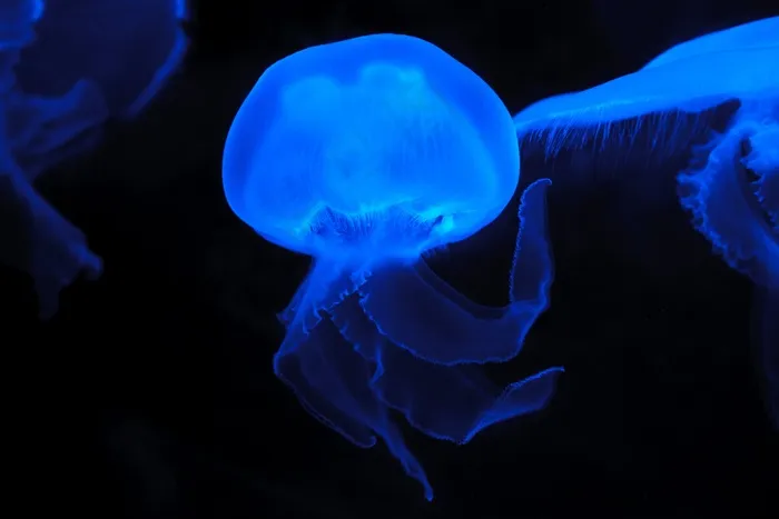 管水母目动物,深海水母,水母,箱水母,吊坠,黑色背景上的蓝色水母
