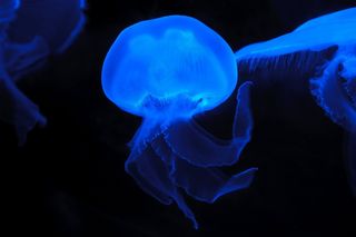 管水母目动物,深海水母,水母,箱水母,吊坠,黑色背景上的蓝色水母