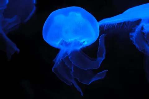 管水母目动物,深海水母,水母,箱水母,吊坠,黑色背景上的蓝色水母 管水母目动物,深海水母,水母,箱水母,吊坠,黑色背景上的蓝色水母
