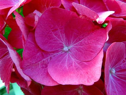 植物，花，粉红色，绣球，夏天