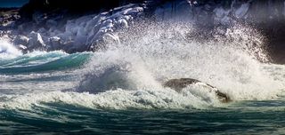 哺乳动物,风景,树,图画,灰鲸,Beachgirl穿着Manolo？冲浪你的波浪！保持独奏！