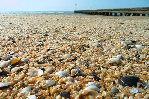 海,海滩,码头,贝壳 海,海滩,码头,贝壳
