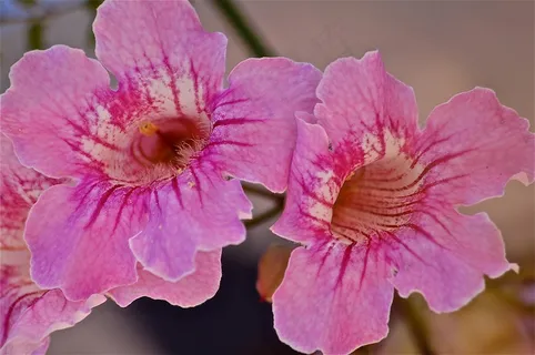 鲜花,花园,秋季,自然,蔬菜 鲜花,花园,秋季,自然,蔬菜