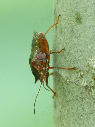 红腿的树虫，甲虫，五角星形红景天，动物