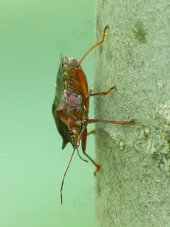 红腿的树虫,甲虫,五角星形红景天,动物 红腿的树虫,甲虫,五角星形红景天,动物