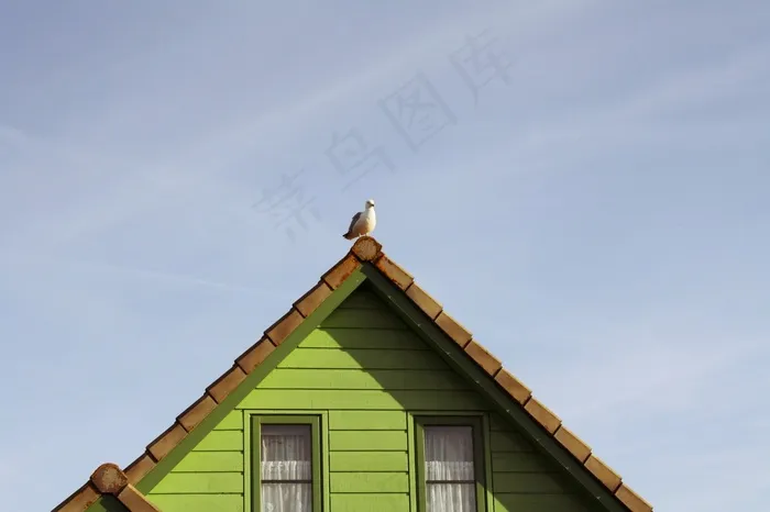 首页，海鸥，建筑，鸟，动物，荷兰，屋顶