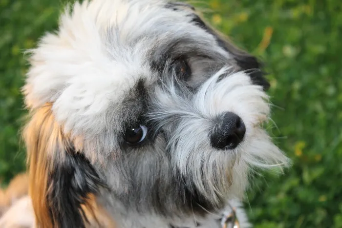 狗，犬种去年成为，很好，观点，动物，宠物
