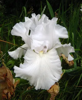 花,虹膜,白色,开花,盛开,花瓣,植物 花,虹膜,白色,开花,盛开,花瓣,植物
