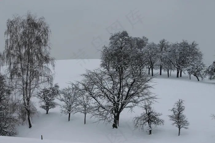 冬天，树木，雪