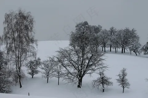 冬天,树木,雪 冬天,树木,雪