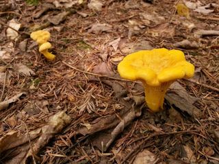 蘑菇，森林，自然，木材，地面，真菌