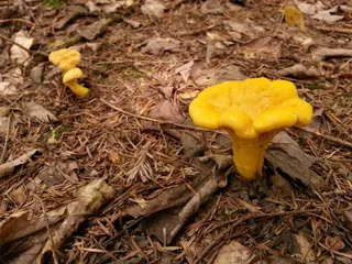 蘑菇，森林，自然，木材，地面，真菌