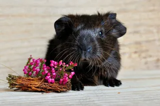 豚鼠，光滑的头发，刺金，年轻的动物