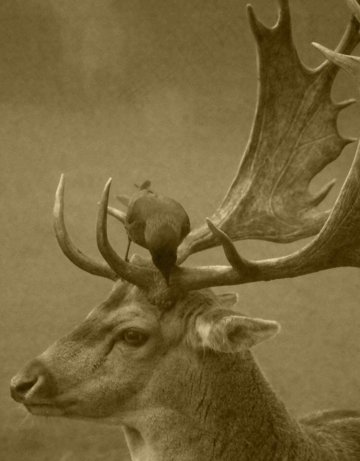 马鹿,麋鹿,工艺品,梅花鹿,花卉,动物鹿