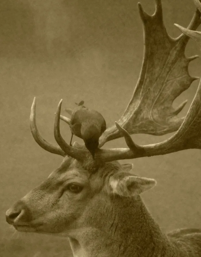 马鹿,麋鹿,工艺品,梅花鹿,花卉,动物鹿