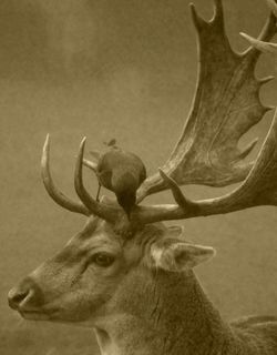 马鹿,麋鹿,工艺品,梅花鹿,花卉,动物鹿