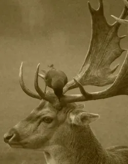 马鹿,麋鹿,工艺品,梅花鹿,花卉,动物鹿