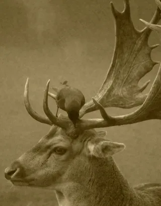 马鹿,麋鹿,工艺品,梅花鹿,花卉,动物鹿