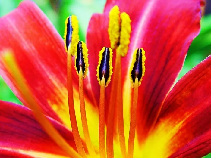 花，百合，白，花的，开花，性质，植物