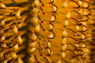 山龙眼，花，澳大利亚，特写，本机植物群