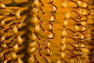 山龙眼，花，澳大利亚，特写，本机植物群