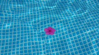 花，盛开，粉红色，池，水，游泳，放松，瑜伽