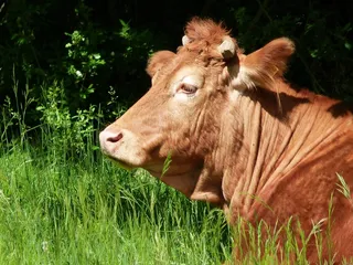 牛，牛，动物，的，的，农场，牧场