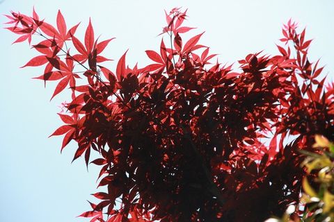 秋天的落叶，枫，叶子，叶，木材，秋天