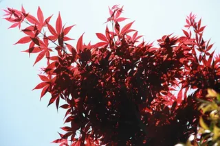 秋天的落叶，枫，叶子，叶，木材，秋天