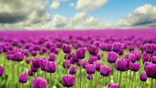 郁金香,紫郁金香,紫色郁金香,郁金香花,花丛,花卉