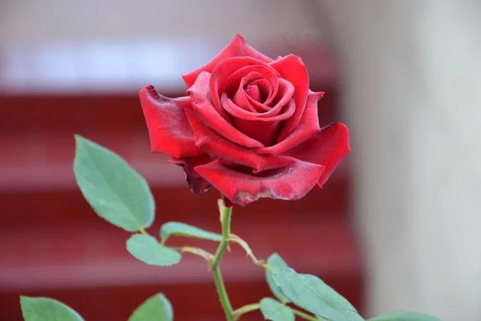 罗莎，鲜花，花园