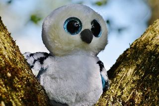 雪O，白，鸟，羽毛，闪闪发光的眼睛