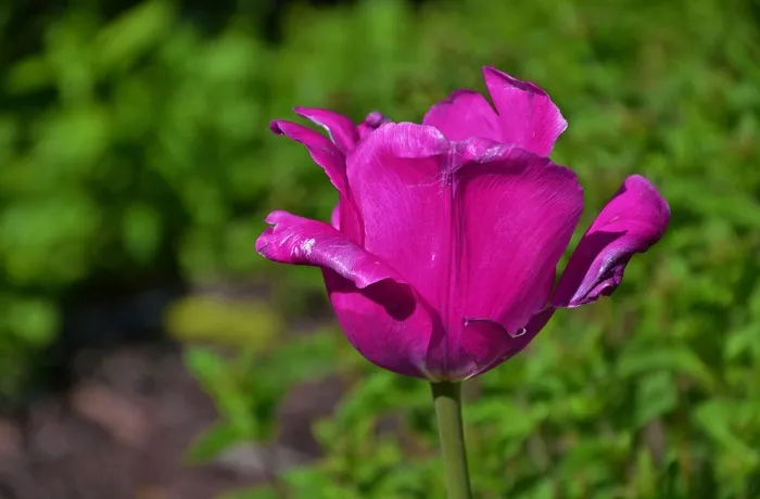 郁金香，花，自然，花的，绿色，盛开，开花