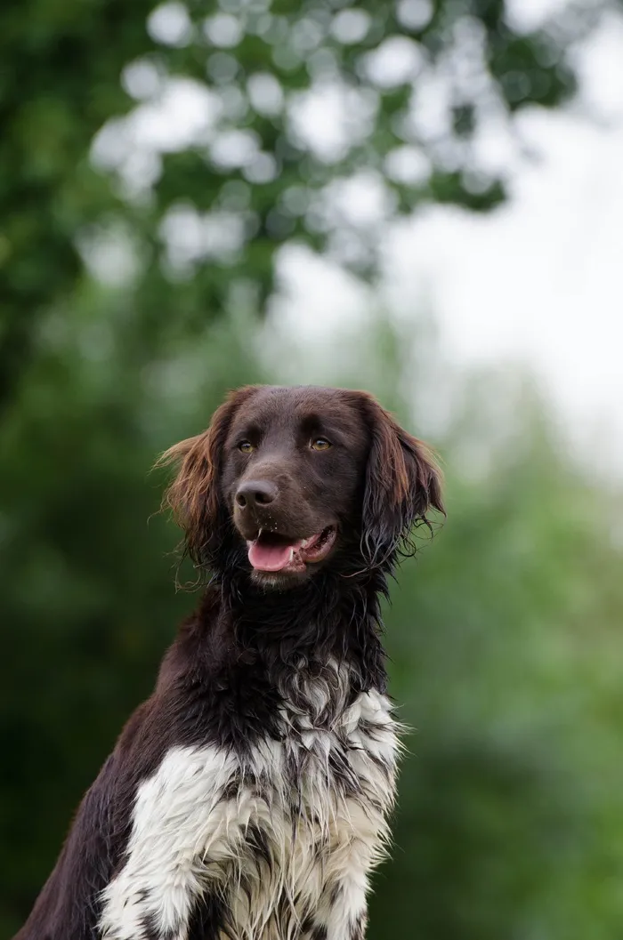 Münsterländer，小Münsterländer，肖像