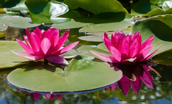百合，水，粉红色，池塘，睡莲，花，莲花