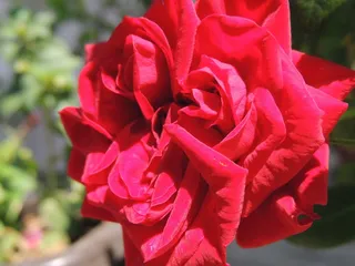 玫瑰，爱情，友谊，红色，阳光