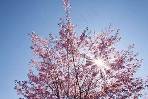 春天，樱花，日本樱花树，太阳