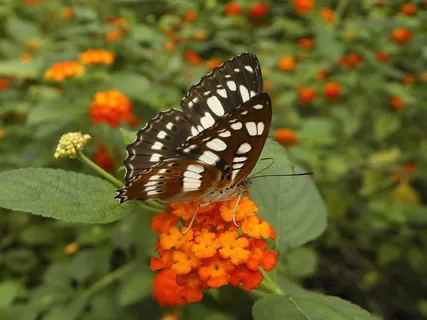 蝴蝶,昆虫,蝴蝶,昆虫 蝴蝶,昆虫,蝴蝶,昆虫