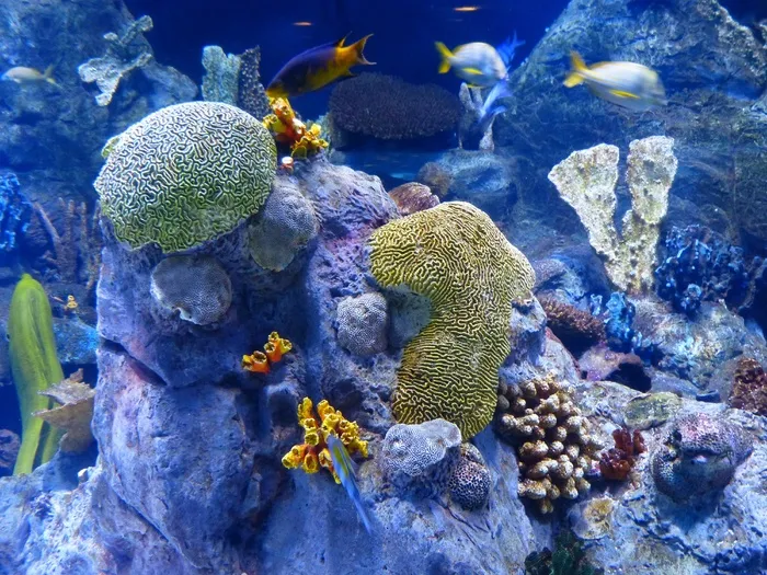 珊瑚礁，珊瑚礁，海绵，水族馆，水下