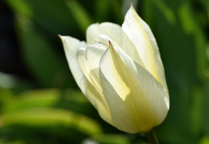 郁金香，花，开花，明亮的黄色，花园