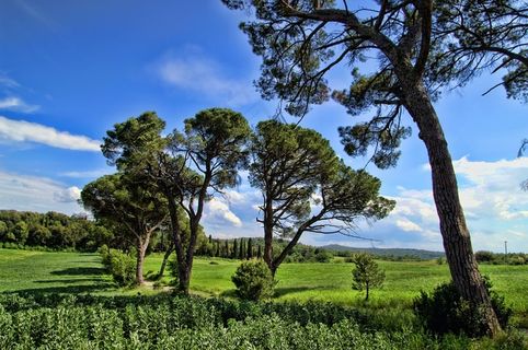 意大利，托斯卡纳，自然，景观，天空，田野，树木