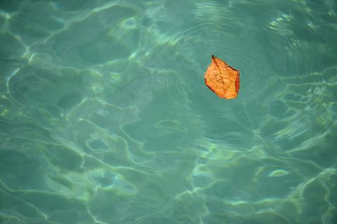 湾，水，叶影，海洋，和平，波纹，沧海，自然