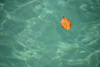 湾，水，叶影，海洋，和平，波纹，沧海，自然