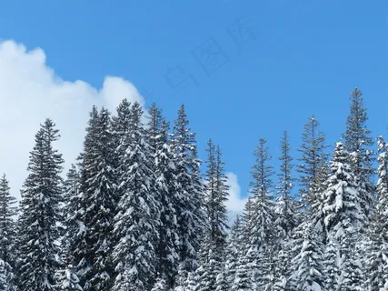 冷杉,冷杉,树木,雪域,冬天,雪,天空 冷杉,冷杉,树木,雪域,冬天,雪,天空